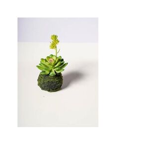 E-cevaria Plant With Moss Ball Decor